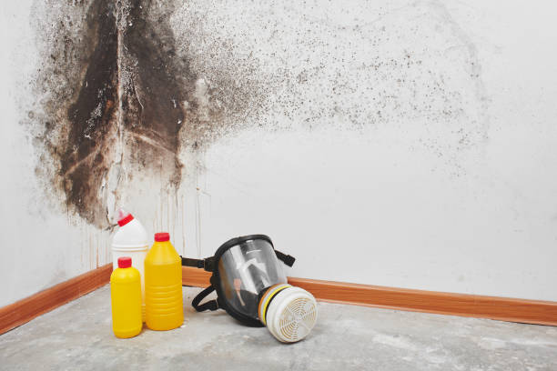 Mold Removal and Inspection in New Egypt, NJ