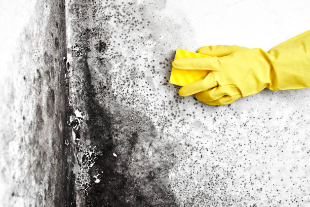 Best Fast Mold Removal  in New Egypt, NJ