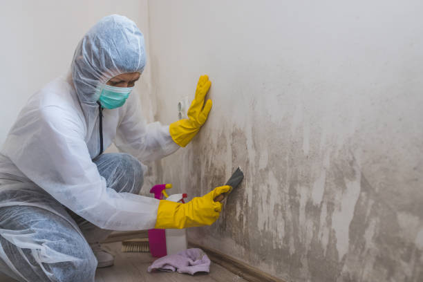 Best Professional Mold Removal  in New Egypt, NJ