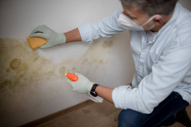 Best Emergency Mold Removal  in New Egypt, NJ