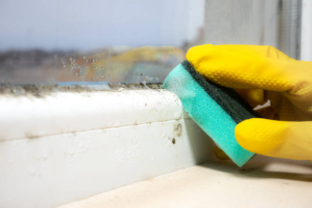 Best Residential Mold Removal  in New Egypt, NJ