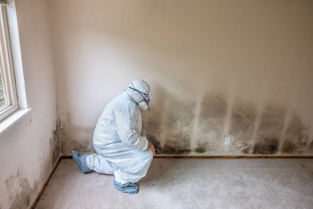 Attic Mold Removal in New Egypt, NJ