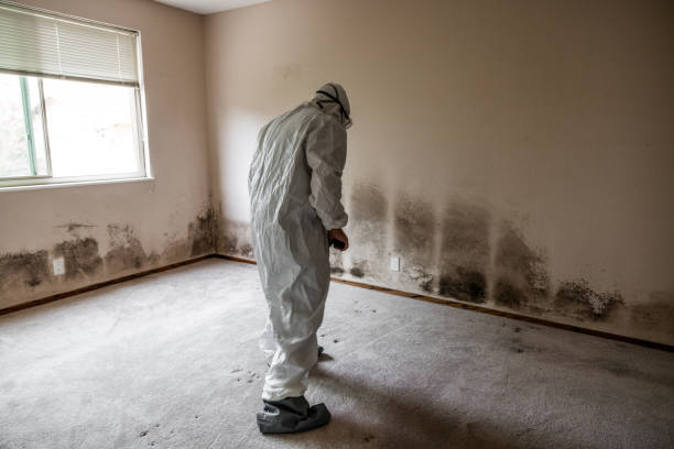 Professional Mold Removal in New Egypt, NJ