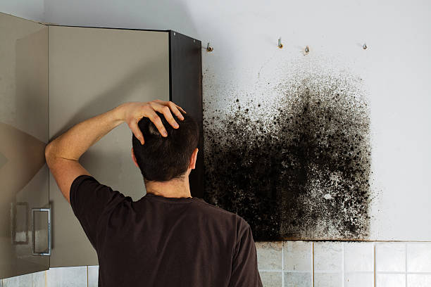 Best Professional Mold Removal  in New Egypt, NJ