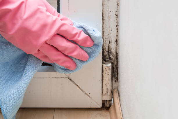 Best Certified Mold Removal  in New Egypt, NJ