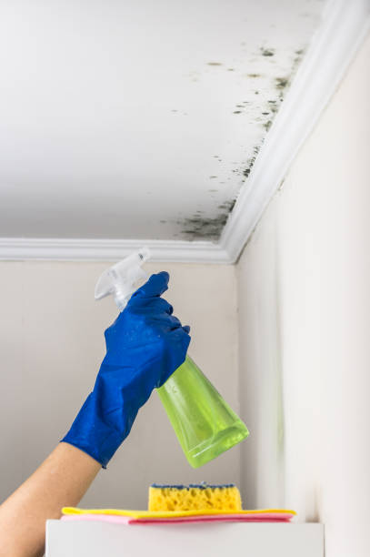 Best Mold Cleaning Services  in New Egypt, NJ